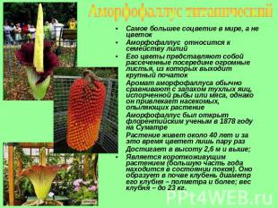 Аморфофаллус титанический Самое большее соцветие в мире, а не цветок Аморфофаллу