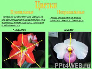 Цветки Правильные - листочки околоцветника (простого или двойного) располагаются