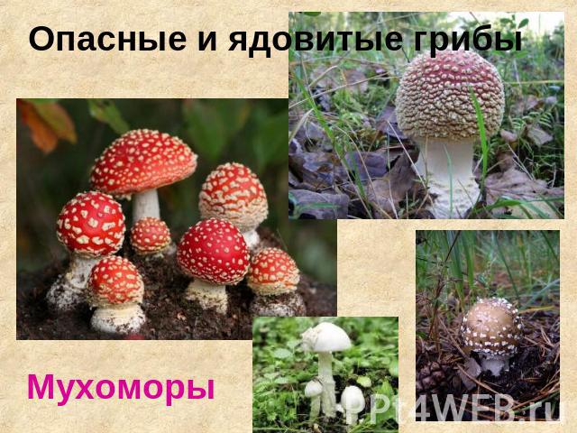 Опасные и ядовитые грибы Мухоморы