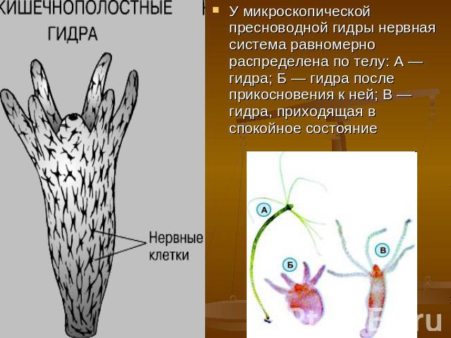 У микроскопической пресноводной гидры нервная система равномерно распределена по телу: А — гидра; Б — гидра после прикосновения к ней; В — гидра, приходящая в спокойное состояние