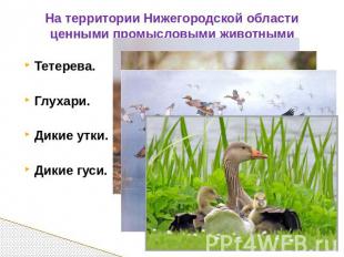 На территории Нижегородской области ценными промысловыми животными являются птиц