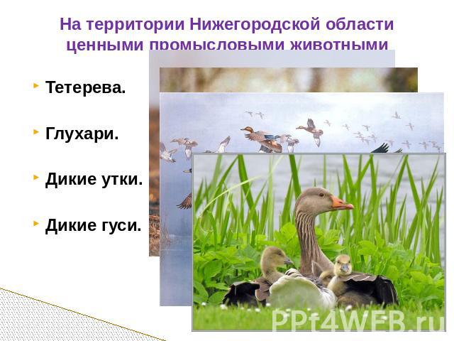 На территории Нижегородской области ценными промысловыми животными являются птицы: Тетерева. Глухари. Дикие утки. Дикие гуси.