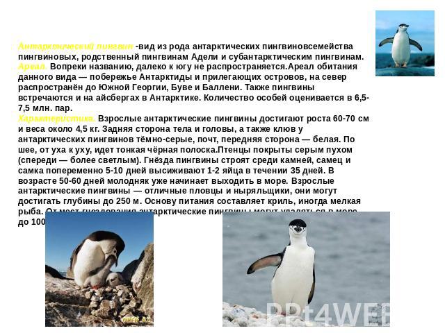 Антарктический пингвин Антарктический пингвин -вид из рода антарктических пингвиновсемейства пингвиновых, родственный пингвинам Адели и субантарктическим пингвинам. Ареал. Вопреки названию, далеко к югу не распространяется.Ареал обитания данного вид…