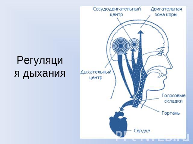 Регуляция дыхания