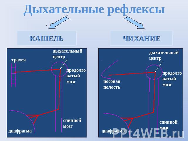 Дыхательные рефлексы