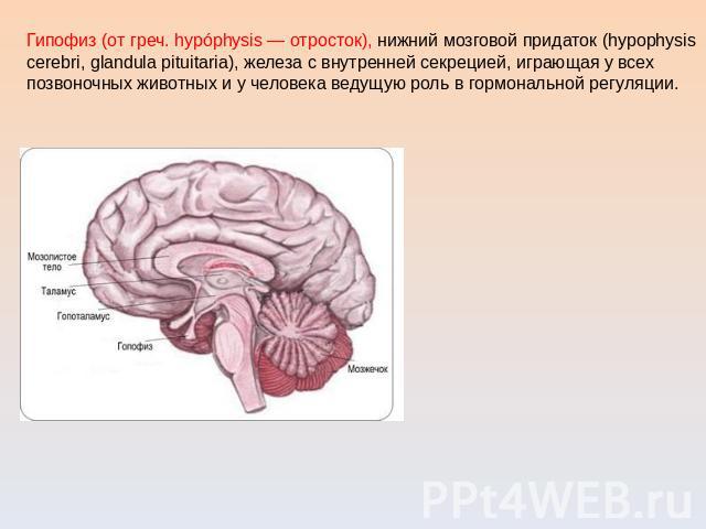 Гипофиз (от греч. hypóphysis — отросток), нижний мозговой придаток (hypophysis cerebri, glandula pituitaria), железа с внутренней секрецией, играющая у всех позвоночных животных и у человека ведущую роль в гормональной регуляции.