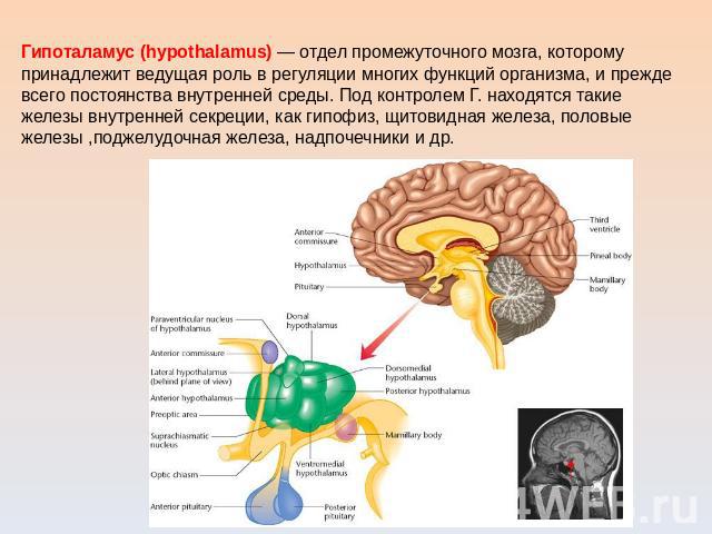 Гипоталамус (hypothalamus) — отдел промежуточного мозга, которому принадлежит ведущая роль в регуляции многих функций организма, и прежде всего постоянства внутренней среды. Под контролем Г. находятся такие железы внутренней секреции, как гипофиз, щ…