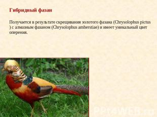 Гибридный фазан Получается в результате скрещивания золотого фазана (Chrysolophu