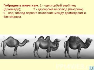 Гибридные животные: 1 - одногорбый верблюд (дромедар); 2 - двугорбый верблюд (ба