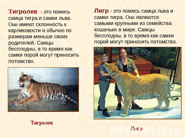 Лигр - это помесь самца льва и самки тигра. Они являются самыми крупными из семейства кошачьих в мире. Самцы бесплодны, в то время как самки порой могут приносить потомство. Тигролев - это помесь самца тигра и самки льва. Они имеют склонность к карл…