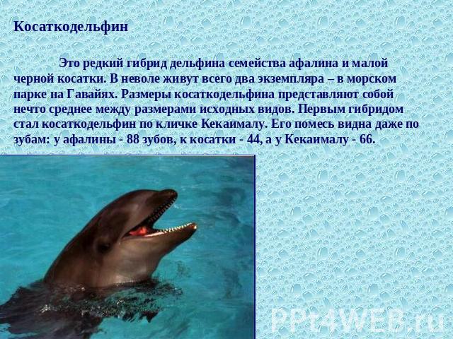 Косаткодельфин Это редкий гибрид дельфина семейства афалина и малой черной косатки. В неволе живут всего два экземпляра – в морском парке на Гавайях. Размеры косаткодельфина представляют собой нечто среднее между размерами исходных видов. Первым гиб…