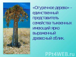 «Огуречное дерево» – единственный представитель семейства тыквенных имеющий ярко
