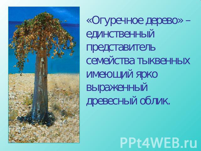 «Огуречное дерево» – единственный представитель семейства тыквенных имеющий ярко выраженный древесный облик.