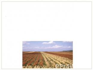 Урожайность Средняя урожайность за 2010 год составила 1,37 тонны с гектара. Наиб