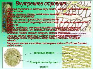 Внутреннее строение Листья состоят из клеток двух типов, хорошо различимых под м