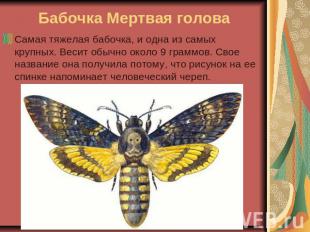 Бабочка Мертвая голова Самая тяжелая бабочка, и одна из самых крупных. Весит обы