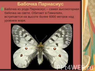 Бабочка Парнасиус Бабочка из рода Парнасиус – самая высокогорная бабочка на свет