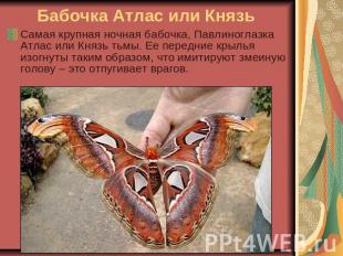 Бабочка Атлас или Князь Самая крупная ночная бабочка, Павлиноглазка Атлас или Кн