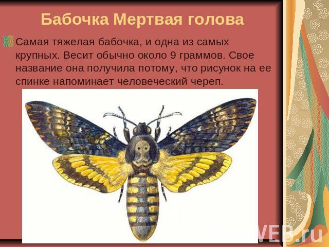 Бабочка Мертвая голова Самая тяжелая бабочка, и одна из самых крупных. Весит обычно около 9 граммов. Свое название она получила потому, что рисунок на ее спинке напоминает человеческий череп. 