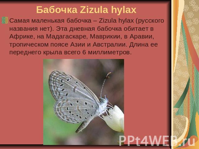 Бабочка Zizula hylax Самая маленькая бабочка – Zizula hylax (русского названия нет). Эта дневная бабочка обитает в Африке, на Мадагаскаре, Маврикии, в Аравии, тропическом поясе Азии и Австралии. Длина ее переднего крыла всего 6 миллиметров.