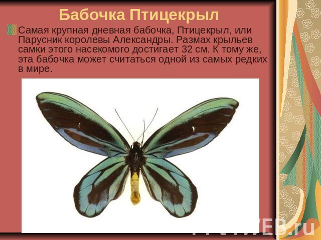 Бабочка Птицекрыл Самая крупная дневная бабочка, Птицекрыл, или Парусник королевы Александры. Размах крыльев самки этого насекомого достигает 32 см. К тому же, эта бабочка может считаться одной из самых редких в мире. 