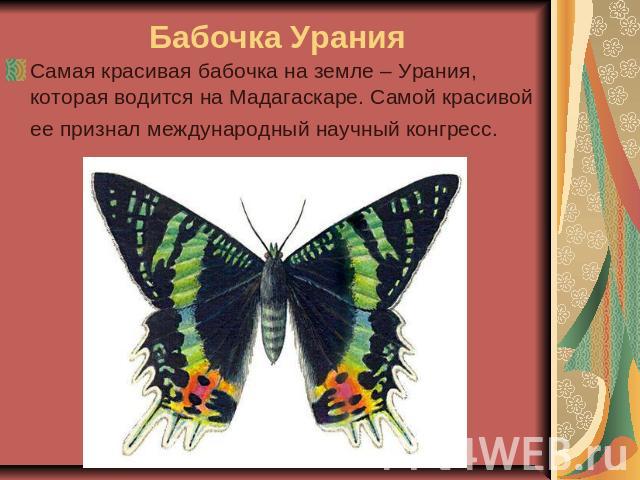 Бабочка Урания Самая красивая бабочка на земле – Урания, которая водится на Мадагаскаре. Самой красивой ее признал международный научный конгресс. 