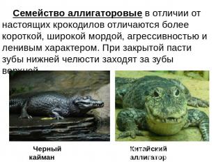 Семейство аллигаторовые в отличии от настоящих крокодилов отличаются более корот