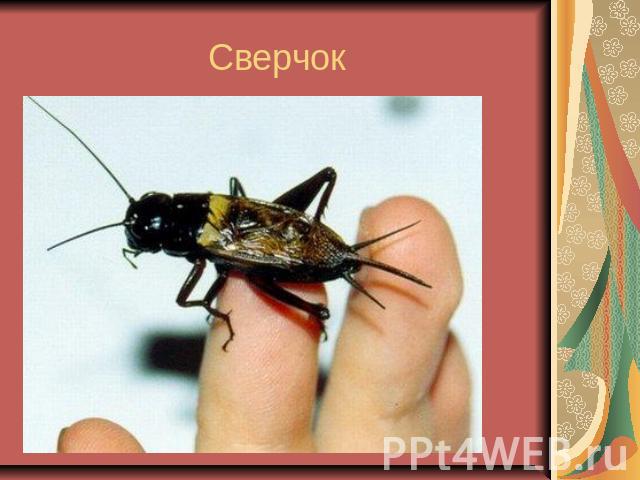 Сверчок