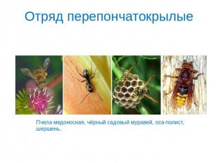 Отряд перепончатокрылые Пчела медоносная, чёрный садовый муравей, оса-полист, ше