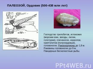 ПАЛЕОЗОЙ, Ордовик (500-438 млн лет) Господство трилобитов, иглокожих (морскии еж
