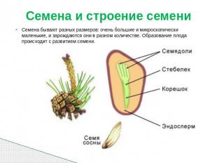 Семена и строение семени Семена бывают разных размеров: очень большие и микроско