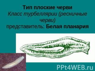 Тип плоские червиКласс турбеллярии (ресничные черви)представитель: Белая планари