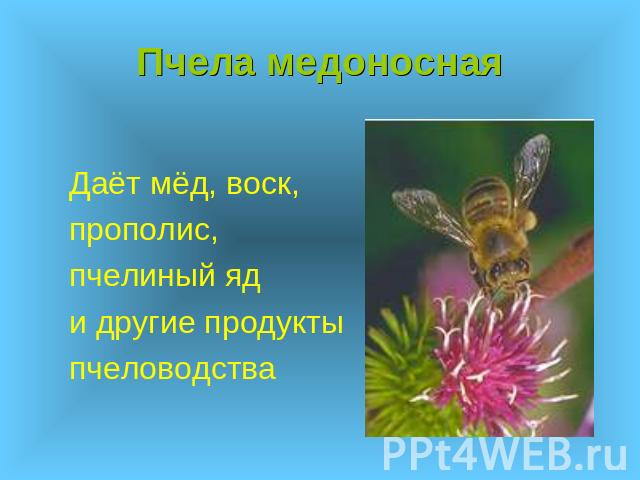Пчела медоносная Даёт мёд, воск, прополис, пчелиный яд и другие продукты пчеловодства