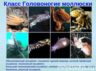 Класс Головоногие моллюски Обыкновенный осьминог, осьминог адский вампир, ночной
