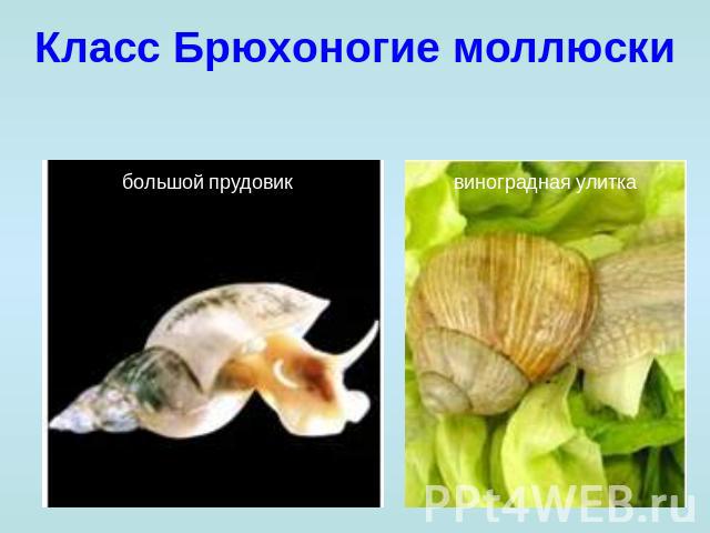 Класс Брюхоногие моллюски