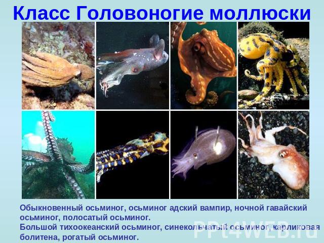 Класс Головоногие моллюски Обыкновенный осьминог, осьминог адский вампир, ночной гавайский осьминог, полосатый осьминог. Большой тихоокеанский осьминог, синекольчатый осьминог, карликовая болитена, рогатый осьминог.