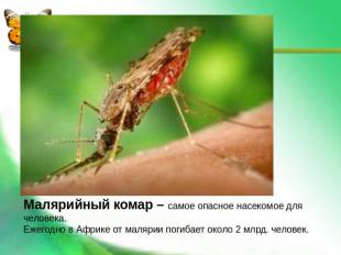 Малярийный комар – самое опасное насекомое для человека. Ежегодно в Африке от ма