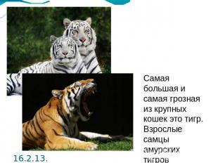 Самая большая и самая грозная из крупных кошек это тигр. Взрослые самцы амурских