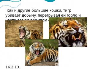 Как и другие большие кошки, тигр убивает добычу, перегрызая ей горло и часто лом