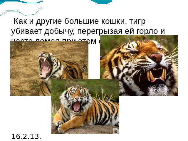 Как и другие большие кошки, тигр убивает добычу, перегрызая ей горло и часто ломая при этом ей шею.