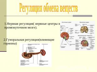 Регуляция обмена веществ 1.Нервная регуляция( нервные центры в промежуточном моз