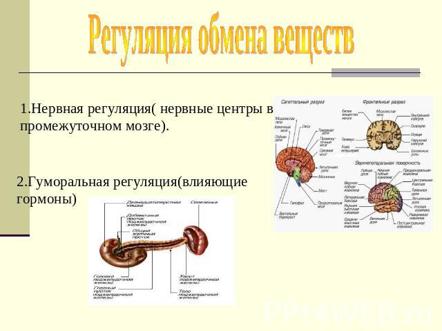 Регуляция обмена веществ 1.Нервная регуляция( нервные центры в промежуточном мозге). 2.Гуморальная регуляция(влияющие гормоны)