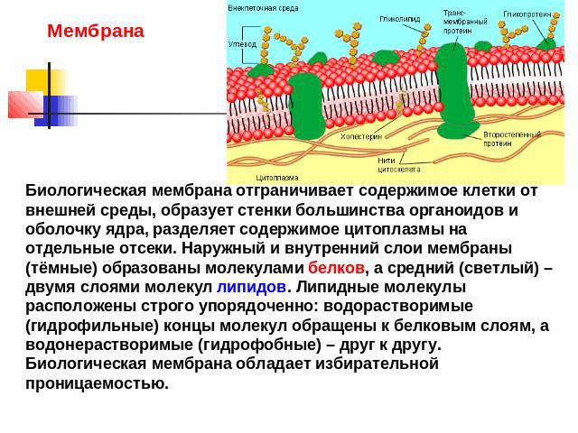 Мембрана Биологическая мембрана отграничивает содержимое клетки от внешней среды, образует стенки большинства органоидов и оболочку ядра, разделяет содержимое цитоплазмы на отдельные отсеки. Наружный и внутренний слои мембраны (тёмные) образованы мо…