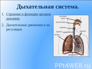 Дыхательная система. Строение и функции органов дыхания. Дыхательные движения и