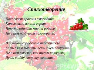 Стихотворение Поспевает красная смородина, Капельками алыми горит. Что-то одинок