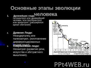 Основные этапы эволюции человека 1. Древнейшие люди: питекантроп или древнейший