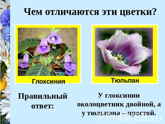 Чем отличаются эти цветки? У глоксинии околоцветник двойной, а у тюльпана – простой.