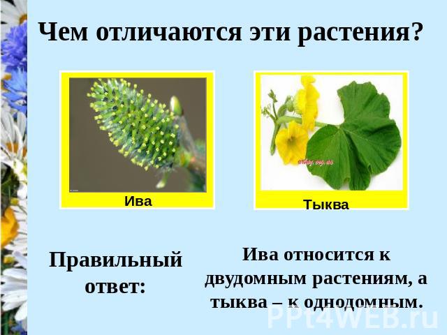 Чем отличаются эти растения? Ива относится к двудомным растениям, а тыква – к однодомным.