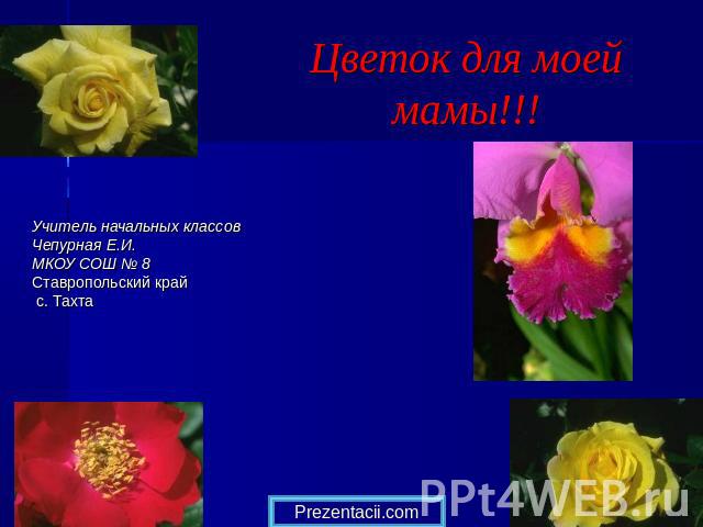 Цветок для моей мамы!!! Учитель начальных классов Чепурная Е.И. МКОУ СОШ № 8 Ставропольский край с. Тахта