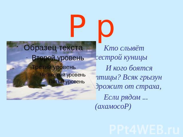 Р р Кто слывёт сестрой куницы И кого боятся птицы? Всяк грызун дрожит от страха, Если рядом ... (ахамосоР)